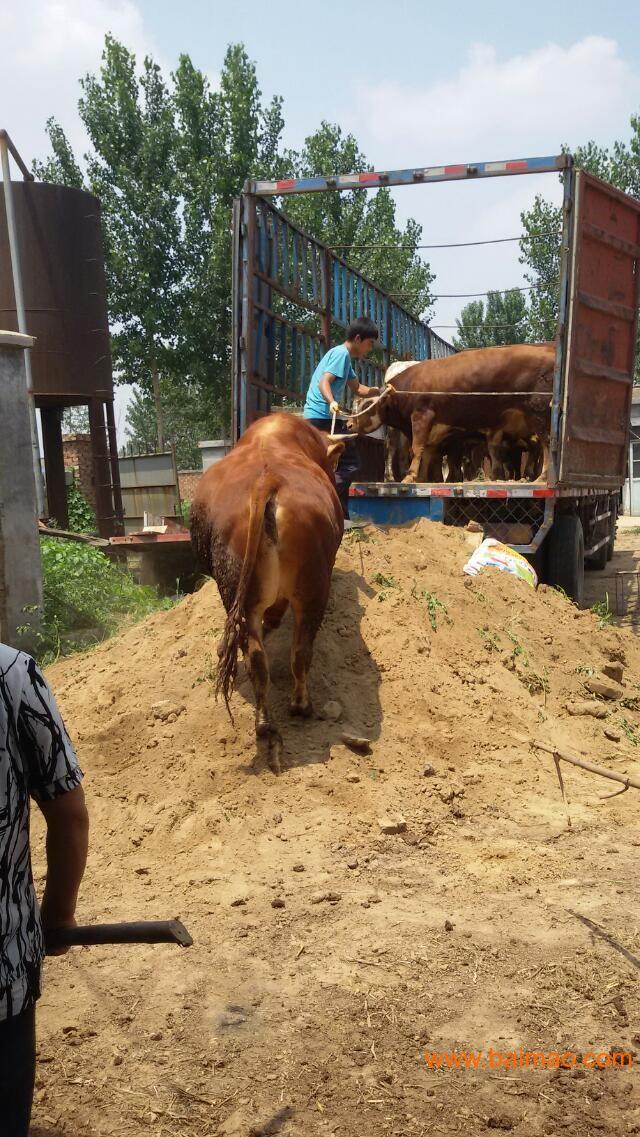 奶牛肉牛西门塔尔牛夏洛莱牛