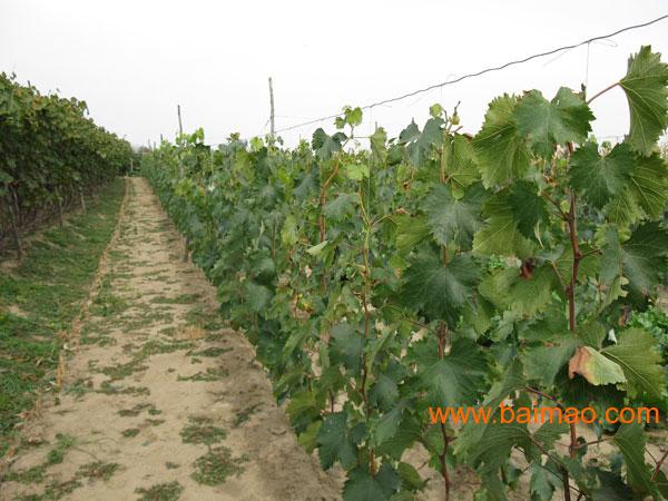 果农店字样图片_果农收入创新高(3)