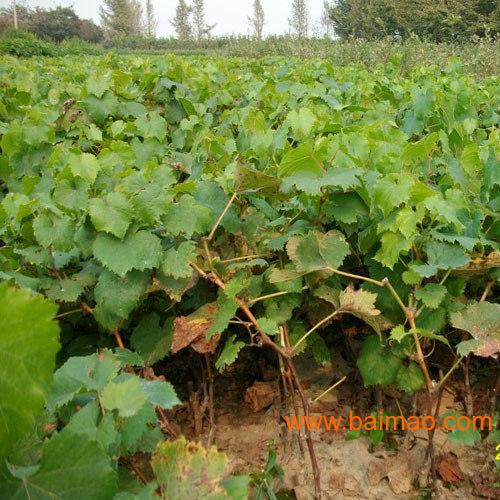 果农店字样图片_果农收入创新高