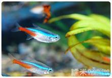 上海飞龙观赏鱼养殖场批发供应热带鱼,观赏鱼