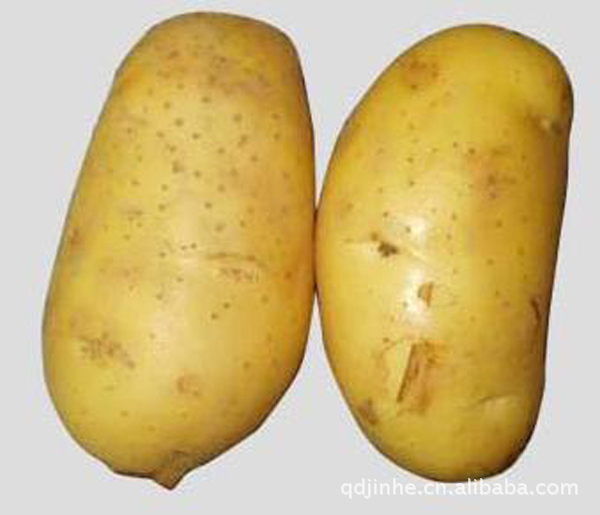 土豆地可以种夏热白菜吗