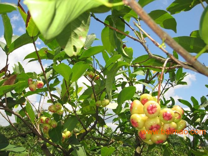 南宁天红一号莲雾果树|供应广西优质的莲雾果