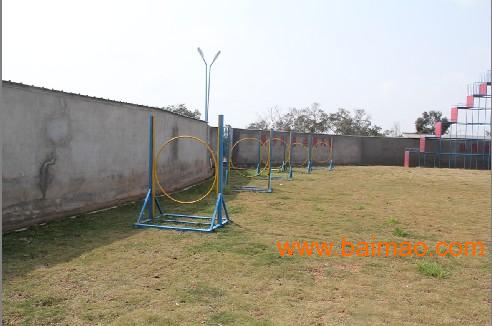 福州哪里可以办血统 证明价格 环球宠物移民服务