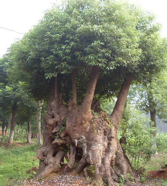 香章树的移植要点厂家/批发/供应商