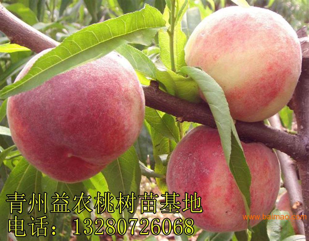 河南地区映霜红桃树苗价格多少钱一棵-全红桃