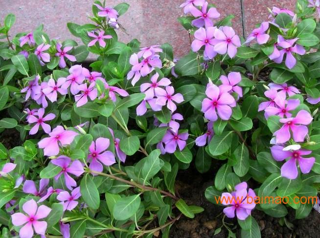 长春花价格 红色三色堇供应 山东四季海棠批发-凤兰草