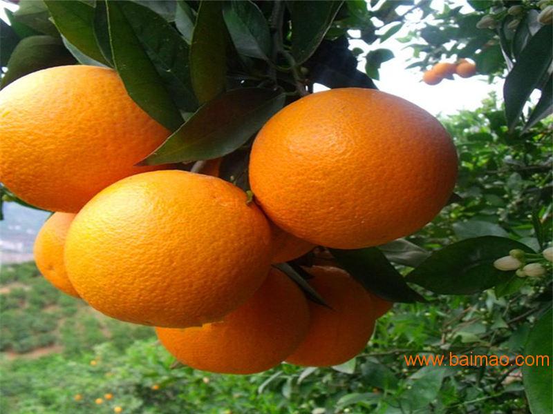 划算的红玉血橙橘哪里有卖|橙子种植,划算的红