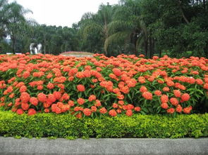 供应龙船花 百日红 东莞租花 东莞植物租赁