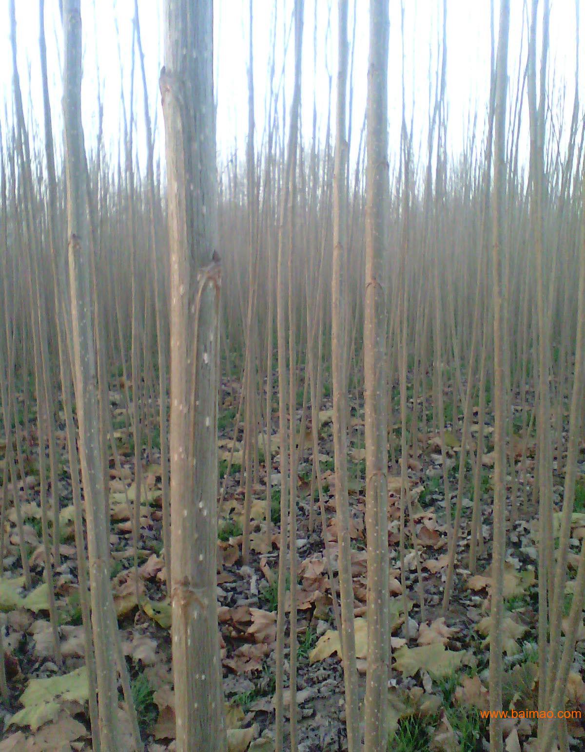 杨树苗扮演者,想要买杨树苗就来苏祥农业,杨树