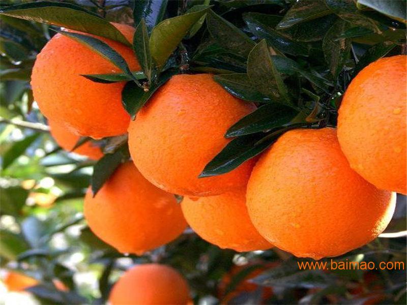 血脐橙生产_重庆市物超所值的红玉血橙橘【供应】厂家/批发/供应商