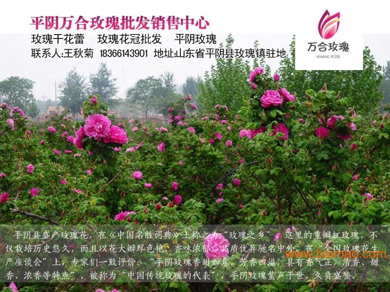 批发新鲜平阴玫瑰新批发价厂家/批发/供应商