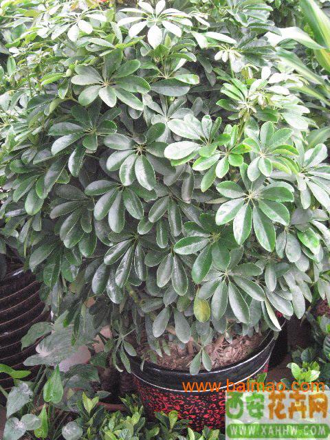 西安花卉网办公室客厅书房绿植花卉,西安花卉