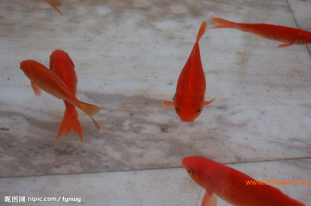 上海华东淡水鱼苗养殖场批发供应鲈鱼苗.桂鱼