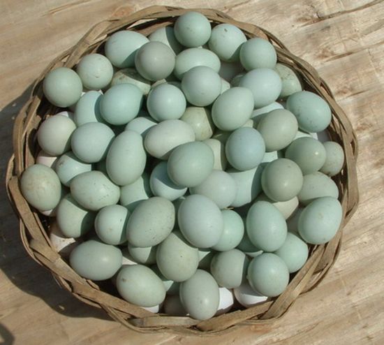 锦州乌鸡蛋,芦花鸡蛋,**蛋,锦州土特产