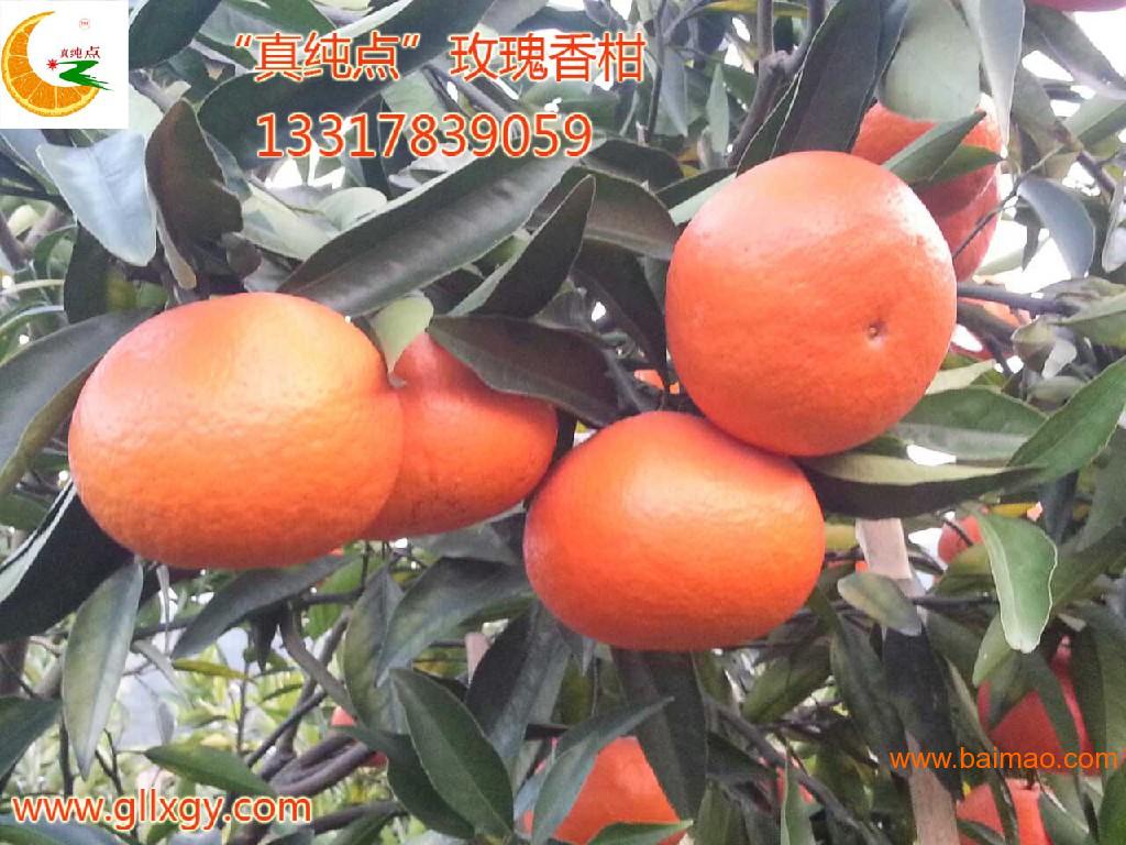 桂林大乐(改良)茂谷柑果苗示范基地批发供应茂