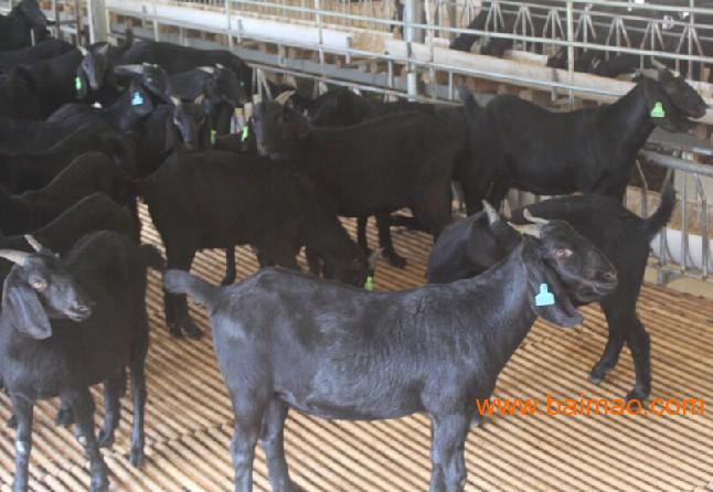 南宁努比亚黑山羊种羊:最好的广西努比亚黑山