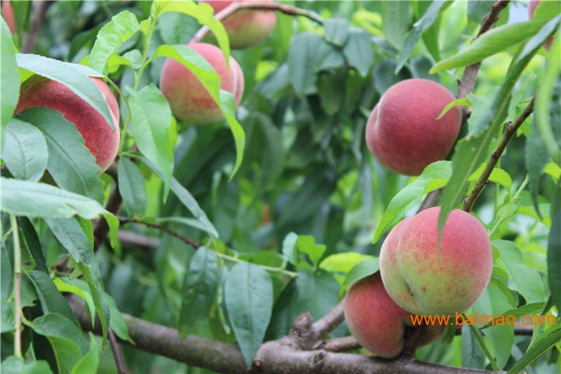 桂林台湾油桃苗:想要抢手的南方苹果桃就来桂