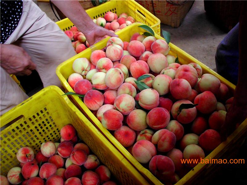 桂林三华李苗_广西哪里有出售韩国脆桃苗,桂林