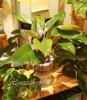 水生花提供实惠的水培花卉开店?#29992;耍?#27700;培花卉开店?#29992;?#20379;货商