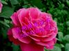 【唯美】?#24405;?#20379;应商、山东?#24405;?#31181;植基地、?#24405;?#38144;售商