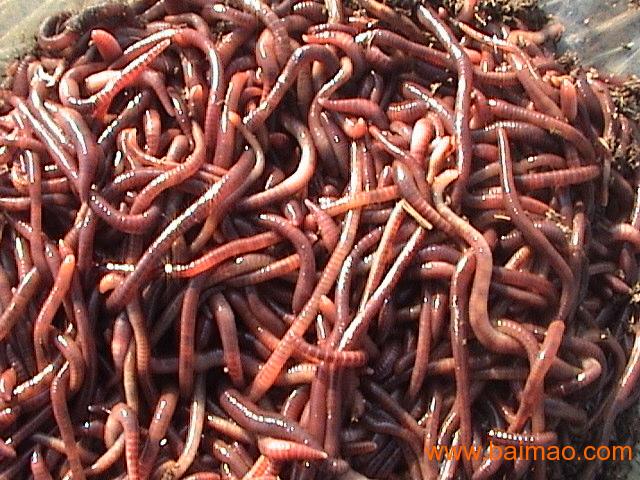 蚯蚓辽宁蚯蚓养殖蚯蚓养殖场蚯蚓养殖技术，蚯蚓辽宁蚯蚓养殖蚯蚓养殖场蚯蚓养殖技术生产厂家，蚯蚓辽宁蚯蚓养殖蚯蚓养殖场蚯蚓养殖技术价格 - 百贸网