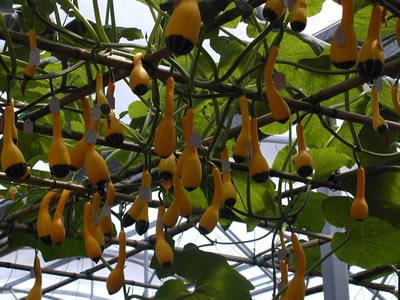 供应观赏玩具南瓜种子