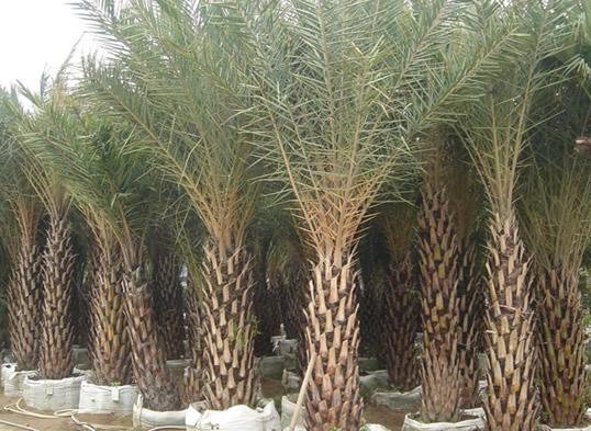 中东海枣福建棕榈科植物