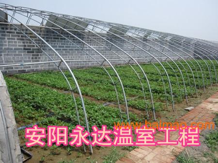 草莓温室大棚**建造山西朔州钢架蔬菜大棚安装中心