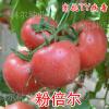 粉倍尔--抗TY番茄种子 优西红柿种子