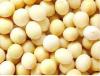 长期批发黄豆 量大从优 质量**