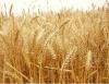 长期批发小麦 量大从优 质量**
