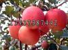 红富士苹果树树苗种植管理--富源管理