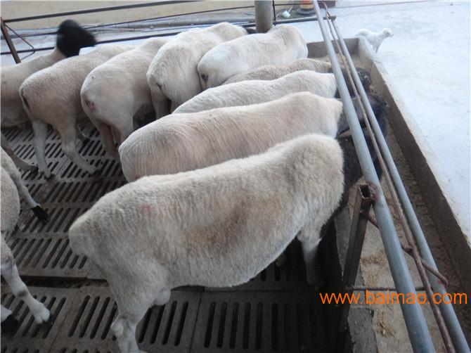 南和县杜泊羊养殖效益