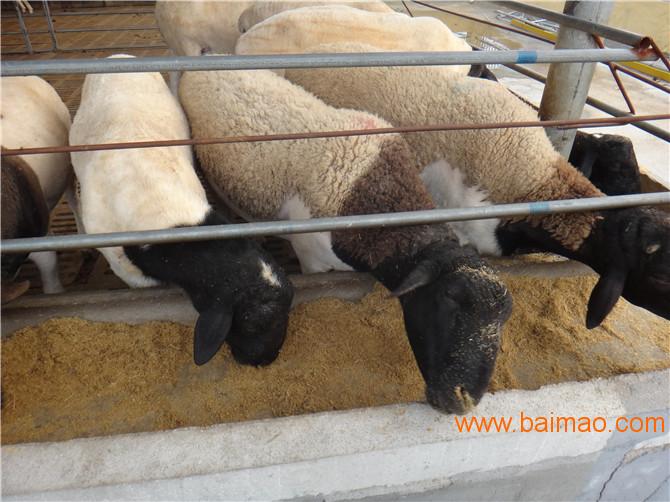 南和县杜泊绵羊养殖效益