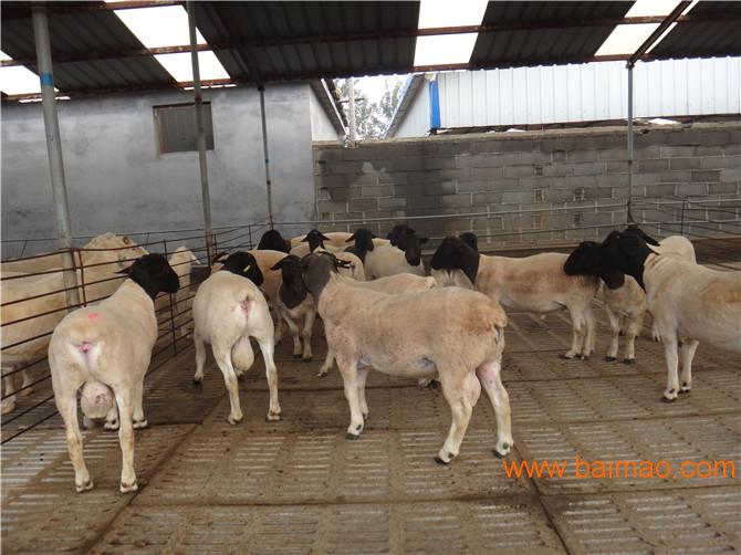 南和县杜泊绵羊养殖效益