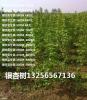 18公分银杏树价格表 上海22公分银杏树多少钱