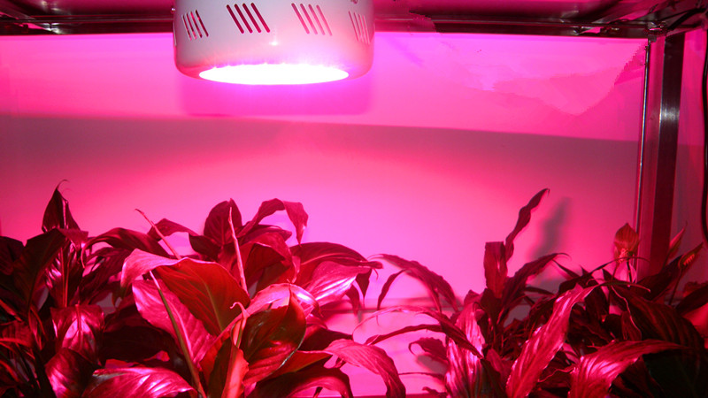LED植物灯植物生长灯 50W植物生长灯