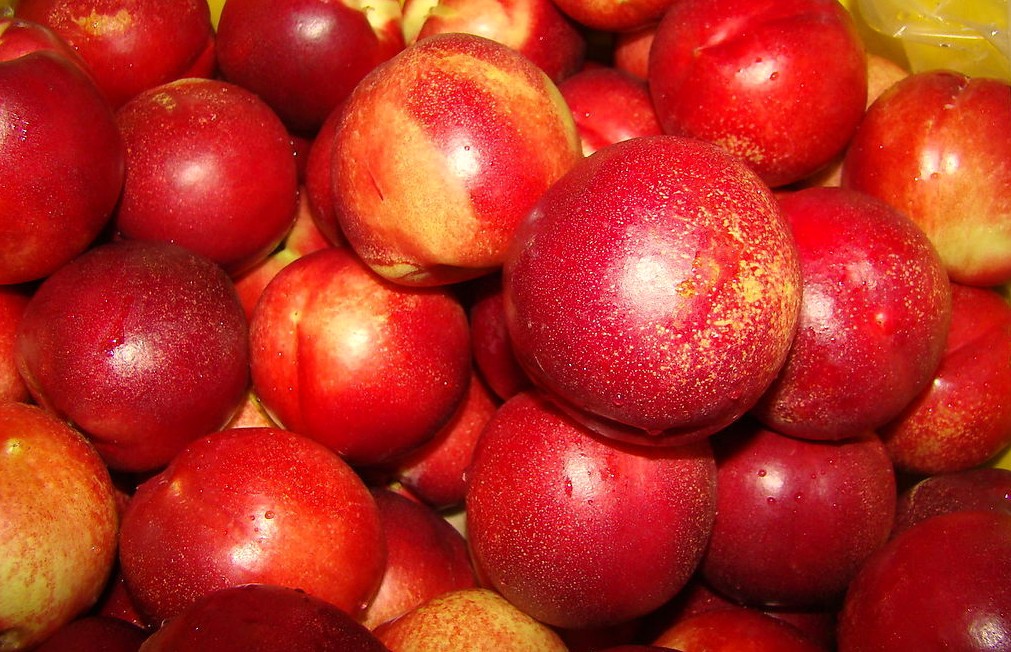 陕西早熟油桃曙光油桃中油五油桃批发厂家批发供应商