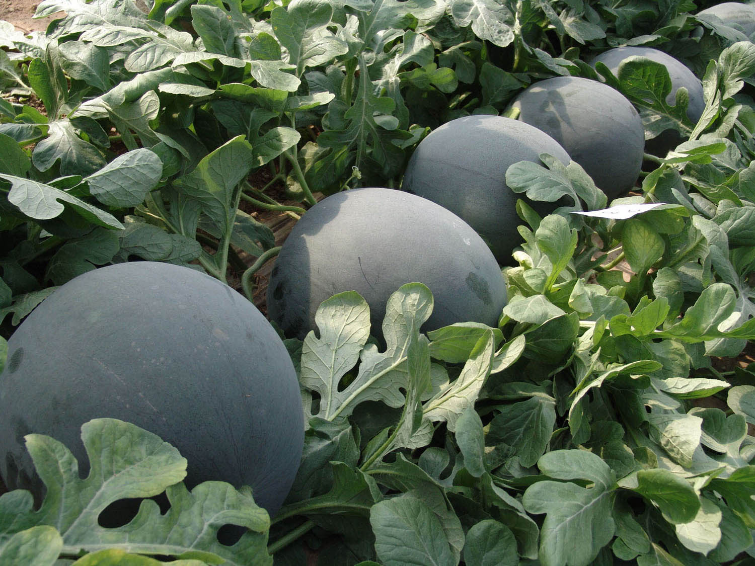 陕西大荔京欣西瓜|黑美人西瓜|无籽西瓜|新红宝西瓜