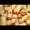黑龙江种薯5号种子出售13614613225