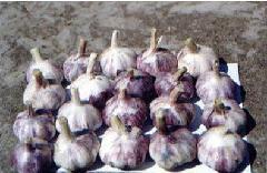 紫皮大蒜种子