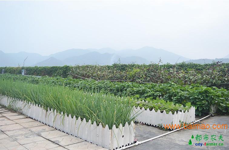 都市农夫屋顶绿化项目_自动灌溉系统蓄排水种植槽