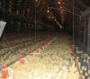 育苗塑料平网规格/养鸡塑料平网生产厂家