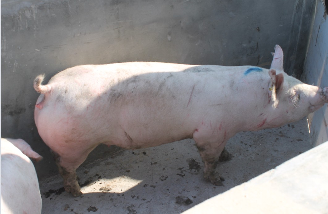 供应优质大约克种猪