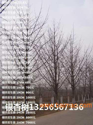北京银杏树价格/上海**银杏树批发价格