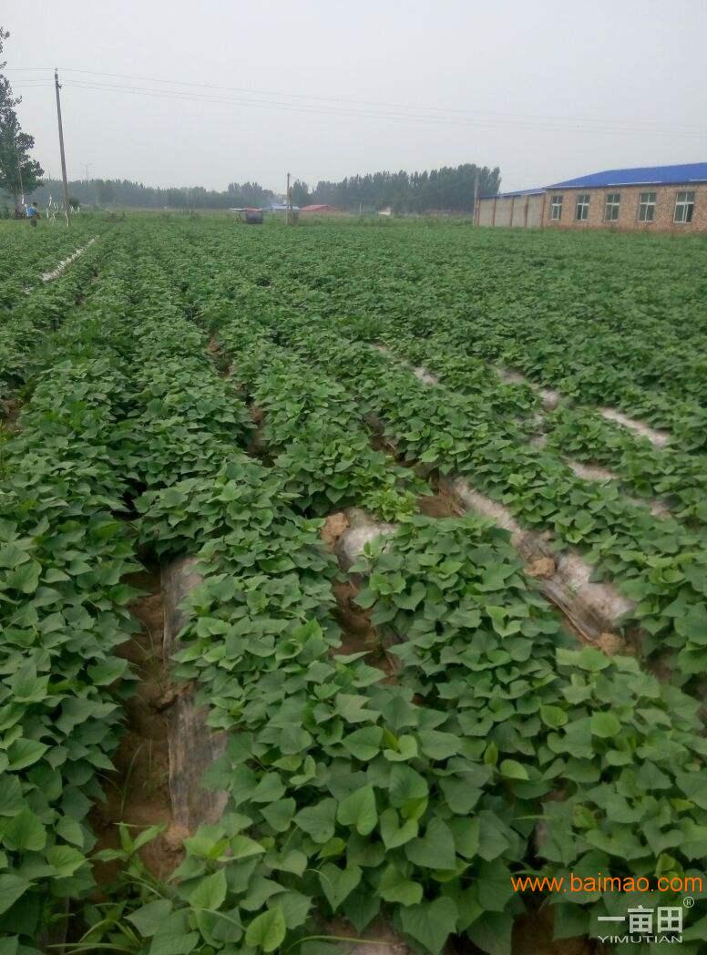 10亩红薯苗子去哪里买北京哪家种子公司销售红薯苗