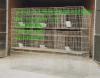 供应鸡鸽兔笼**笼鹌鹑笼水貂笼貉子笼各种笼具设备