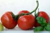 蔬菜大棚番茄种子的稀**处理技术-寿光市万禾农业