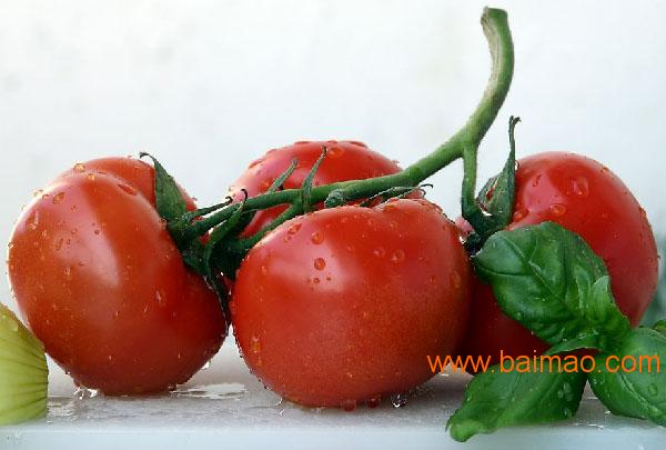 蔬菜大棚番茄种子的稀**处理技术-寿光市万禾农业