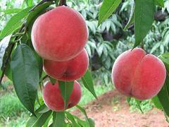 映霜红桃树苗批发商 供应山东成活率高的映霜红桃苗